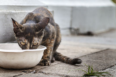 Cat looking away