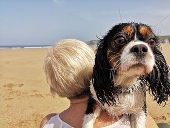 Portrait of dog on beach