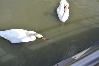 Birds in calm water