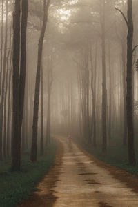 Road amidst trees in forest