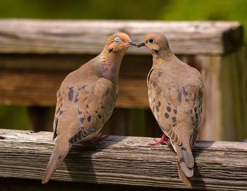 Close-up of birds perching on railing