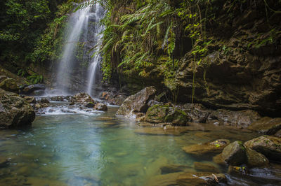 Scenic view of waterfall in forest