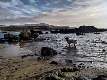 View of sheep on beach