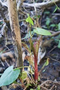 Close-up of lizard on plant