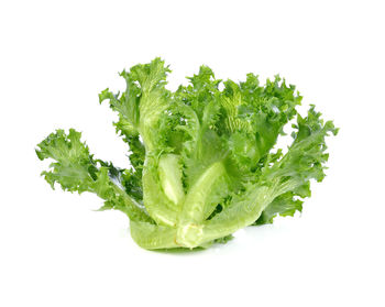 Close-up of green leaf against white background