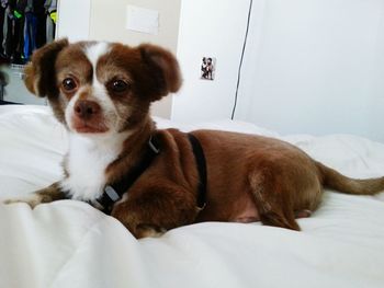 Brown chihuahua dog on soft white bed