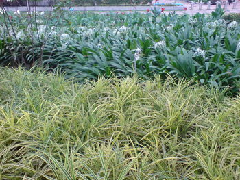 Plants growing in field