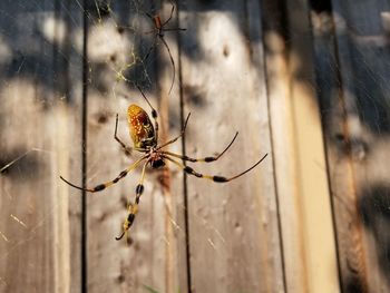 Close-up of spider on web