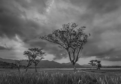 Tree on field against sky