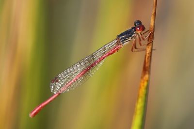 Close-up of dragonfly on twig