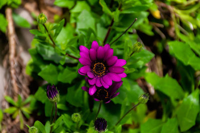 Close-up of pink flowering plant