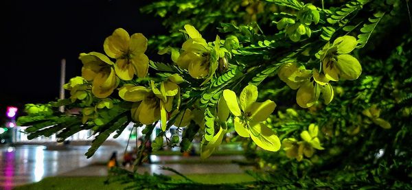 Close-up of flowering plant against trees at night