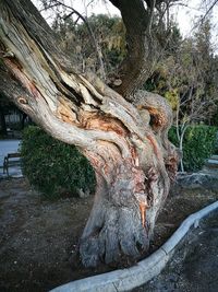 Close-up of lizard on tree