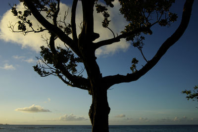 Tree by sea against sky