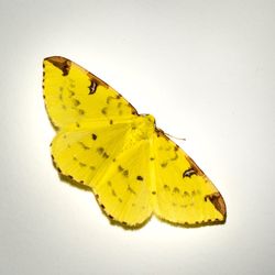 Close-up of butterfly on yellow leaf over white background