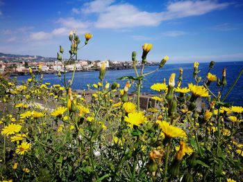 Yellow flowers growing by sea against sky