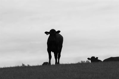 Cow standing in a field