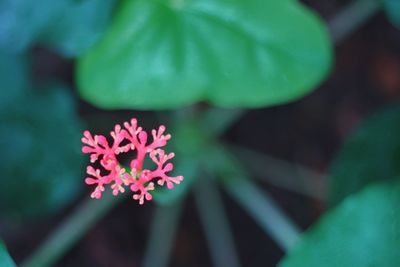 Close-up of flowering plant
