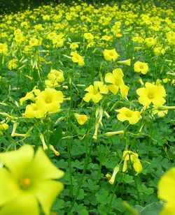 Close-up of yellow flowers blooming in field