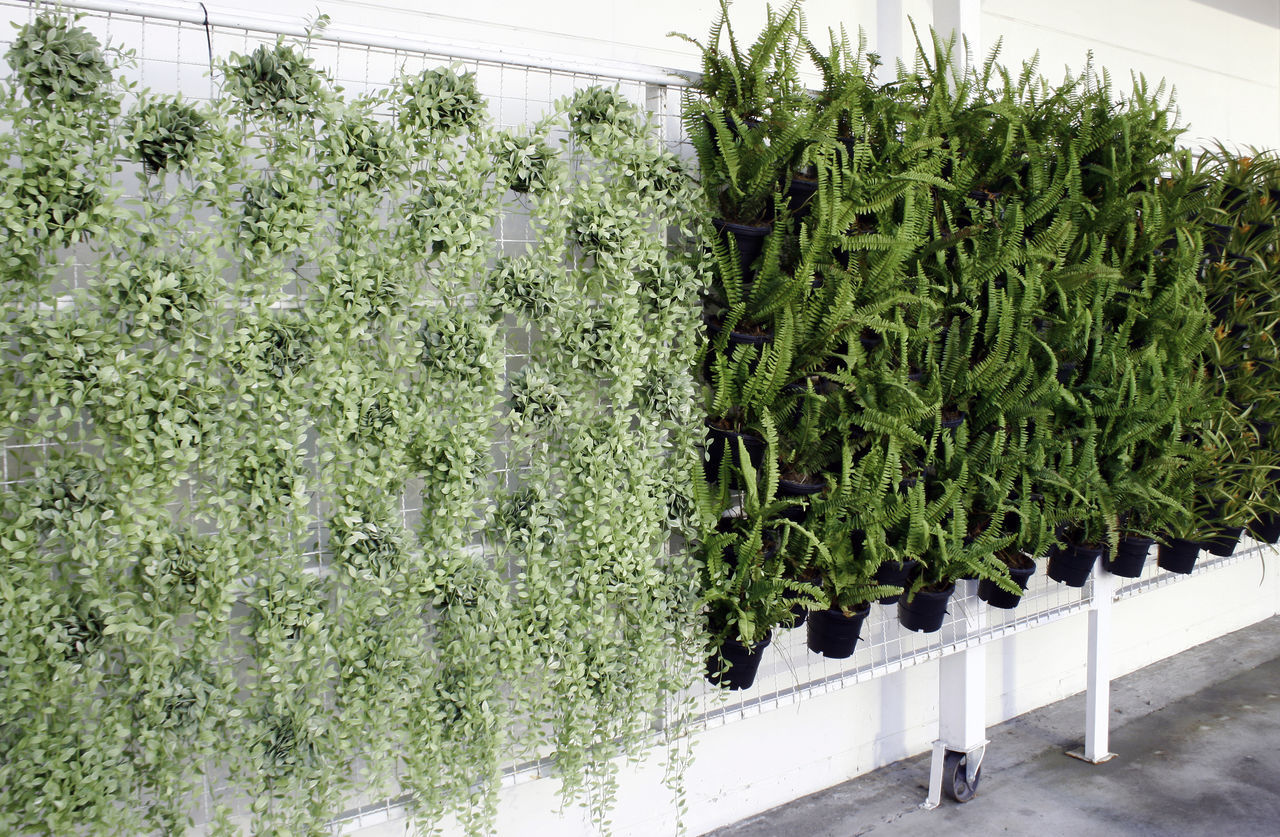 PLANTS IN GREENHOUSE