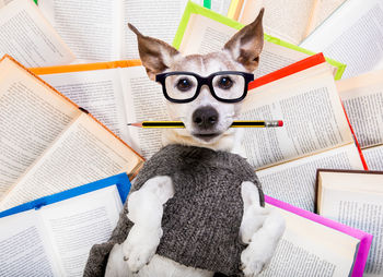 Portrait of cat on book at home