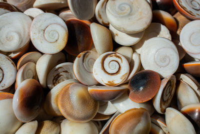 Full frame shot of shells