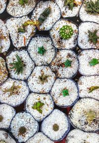 Full frame shot of plants