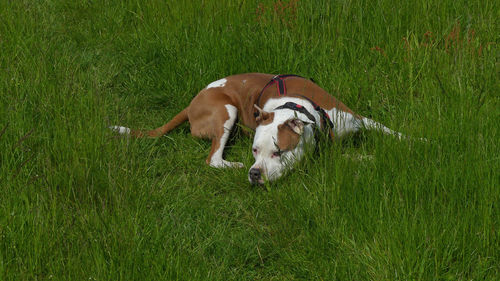 Dog standing on field