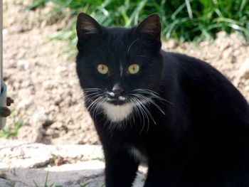 Close-up portrait of cat