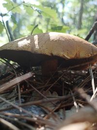 Close-up of mushroom growing on field