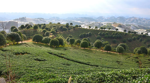 Tea farm in the mountains of guangxi, china