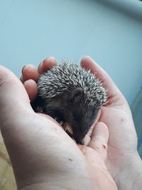 Cropped hands holding young porcupine