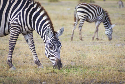 Zebra zebras in a field