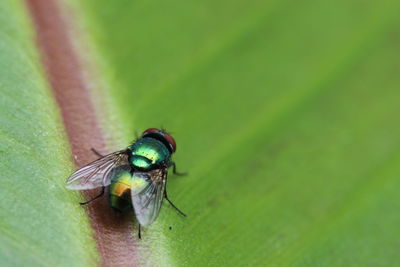 Close-up of housefly on leaf