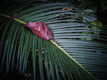 Close-up of leaf