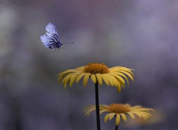 Close-up of butterfly pollinating on flower