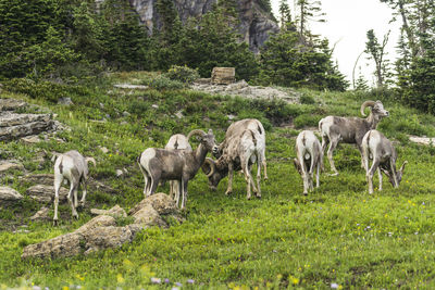 Horses grazing in a field