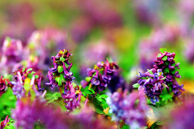 Close-up of purple flowers