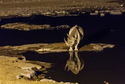 Close-up of turtle in lake at night