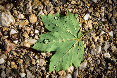 High angle view of wet leaves on field