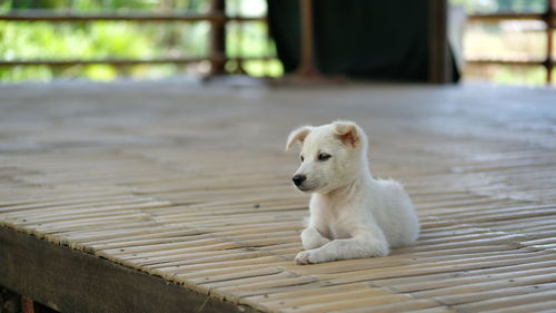 Portrait of white puppy on wooden house