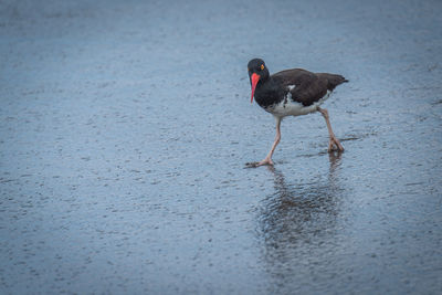 High angle view of oystercatcher at beach