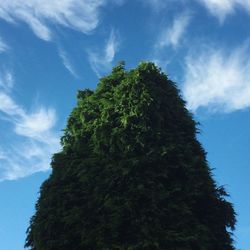 Low angle view of trees against blue sky