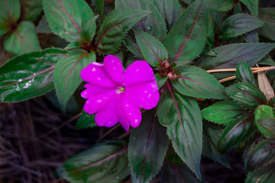 Close-up of pink flower blooming outdoors
