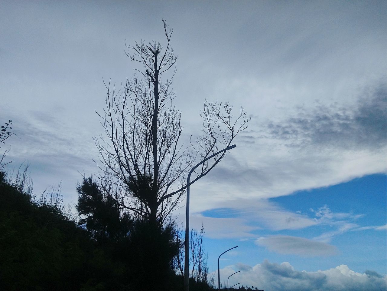 LOW ANGLE VIEW OF BARE TREE AGAINST SKY