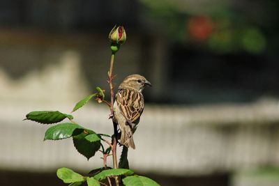 Close-up of a bird perching on a plant