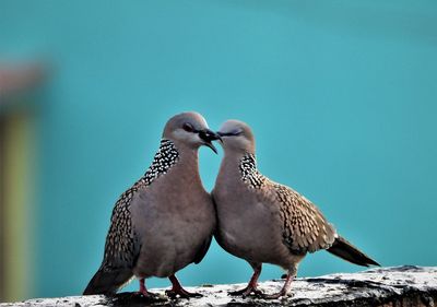 Love birds