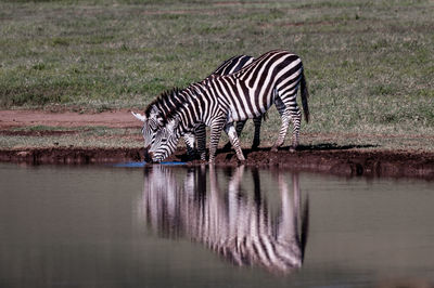 Two zebra drinking water in a lake and reflected by the water. 