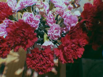 Close-up of red flowering plant