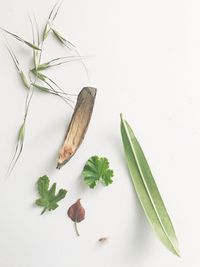 High angle view of vegetables on white table